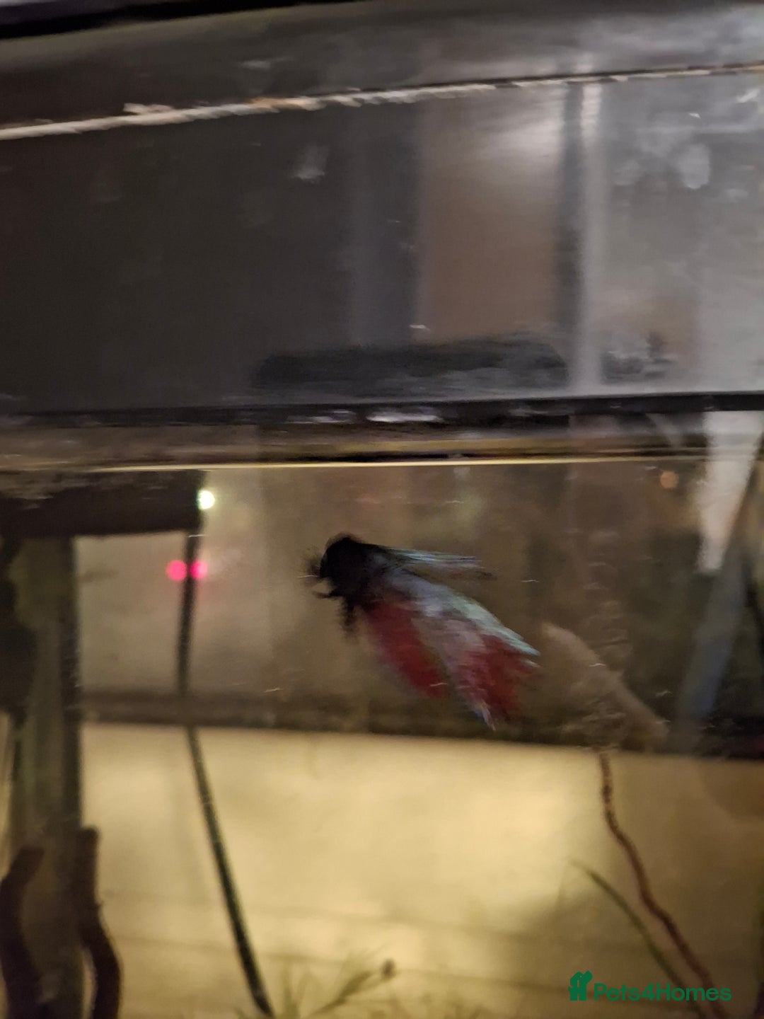 Bettas fish for sale: One male betta fish - Image 2