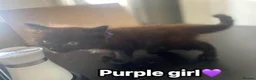 British Longhair cats for sale: Two beautiful British longhair x domestic kittens - Advert 2