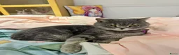 British Shorthair cats for sale: Stunning British shot hair - Advert 5