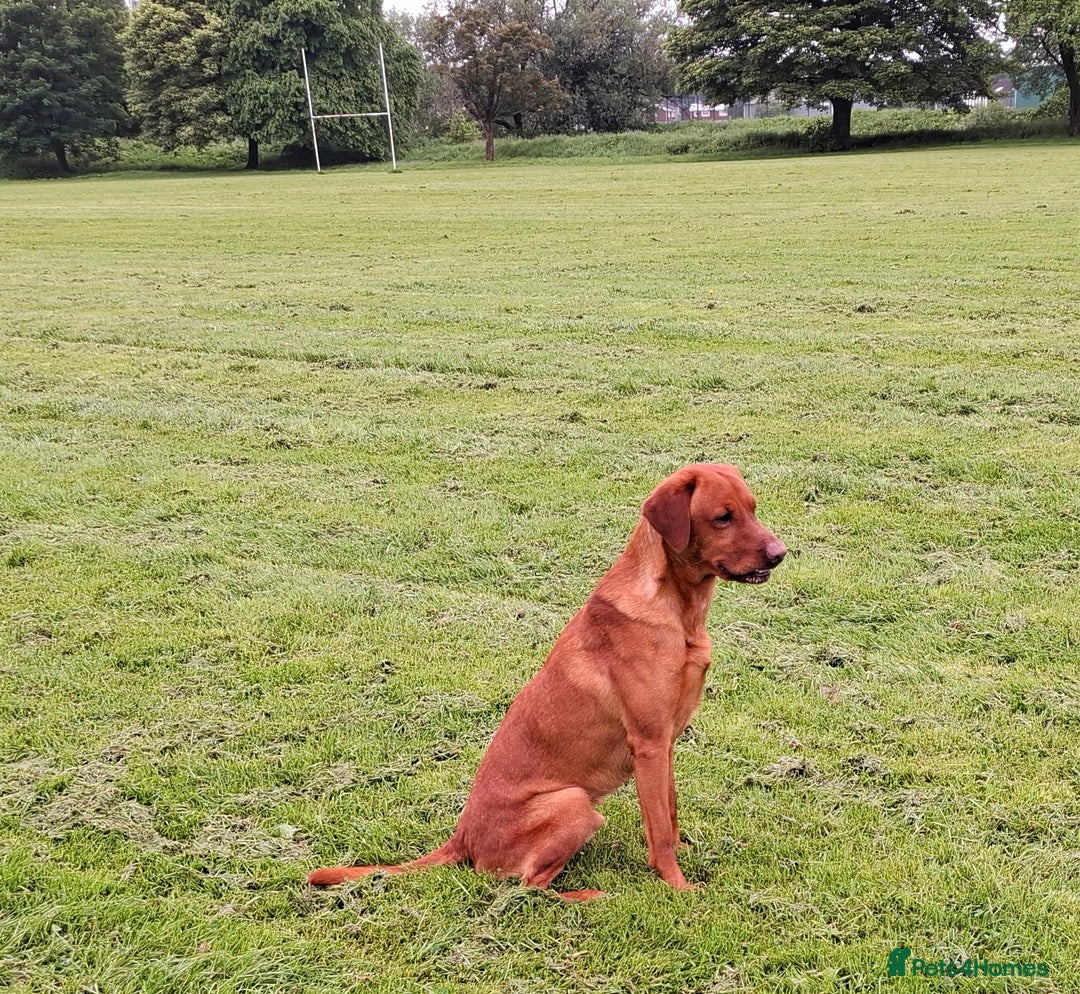 Labrador Retriever dogs for stud: KC registered Fox Red Labrador at stud £500 in Whitley Bay - Image 8
