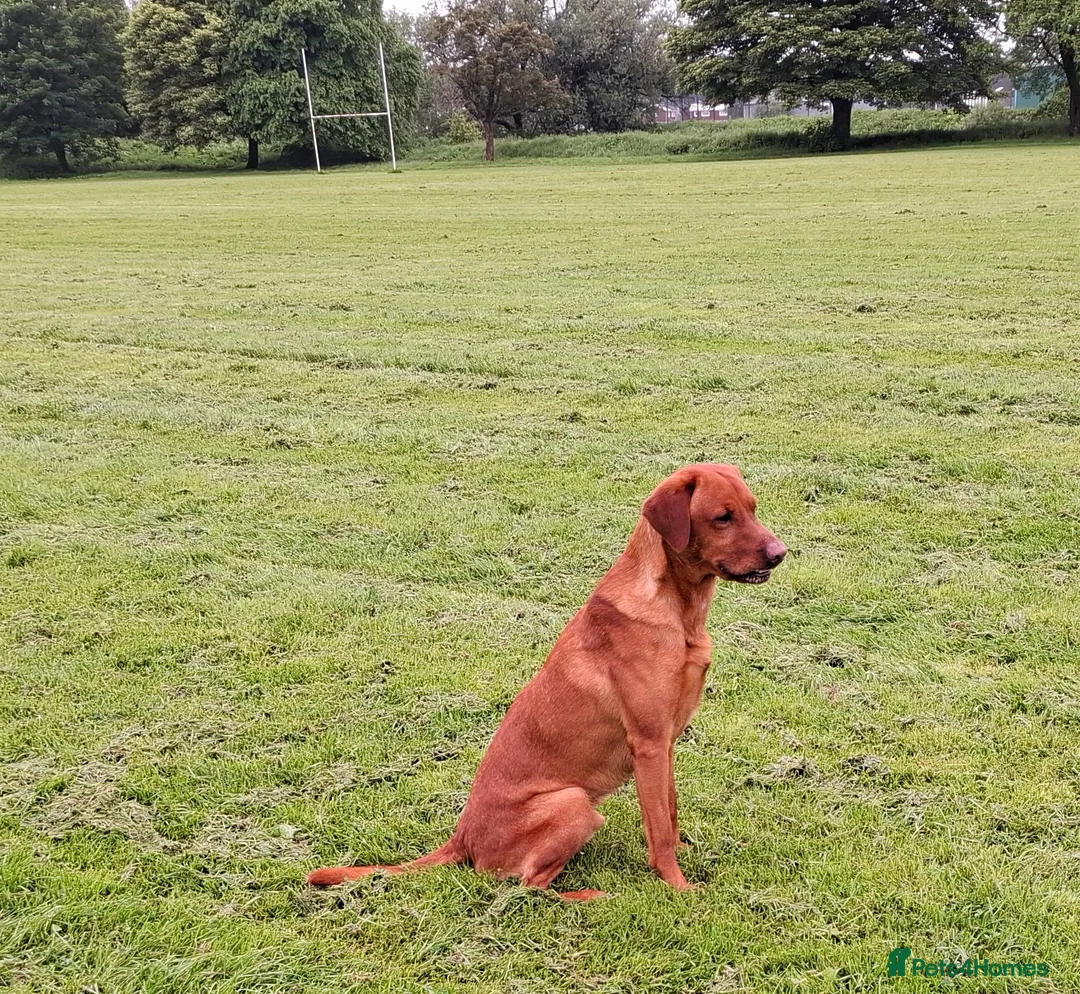 Labrador Retriever dogs for stud: KC registered Fox Red Labrador at stud £500 in Whitley Bay - Advert 8