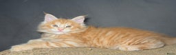 Maine Coon cats for sale: Champion line kittens, ready to reservation🥰 - Advert 12