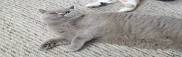 British Shorthair cats for sale: Tica Active queen British shorthair  - Advert 3