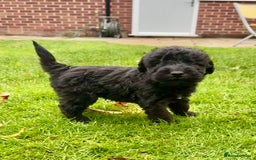 Bedlington Terrier dogs for sale: Stunning Bedlington Terrier puppies  - Image 16