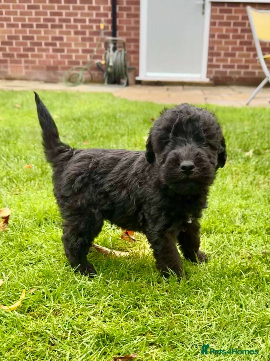 Bedlington Terrier dogs for sale: Stunning Bedlington Terrier puppies  - Image 16
