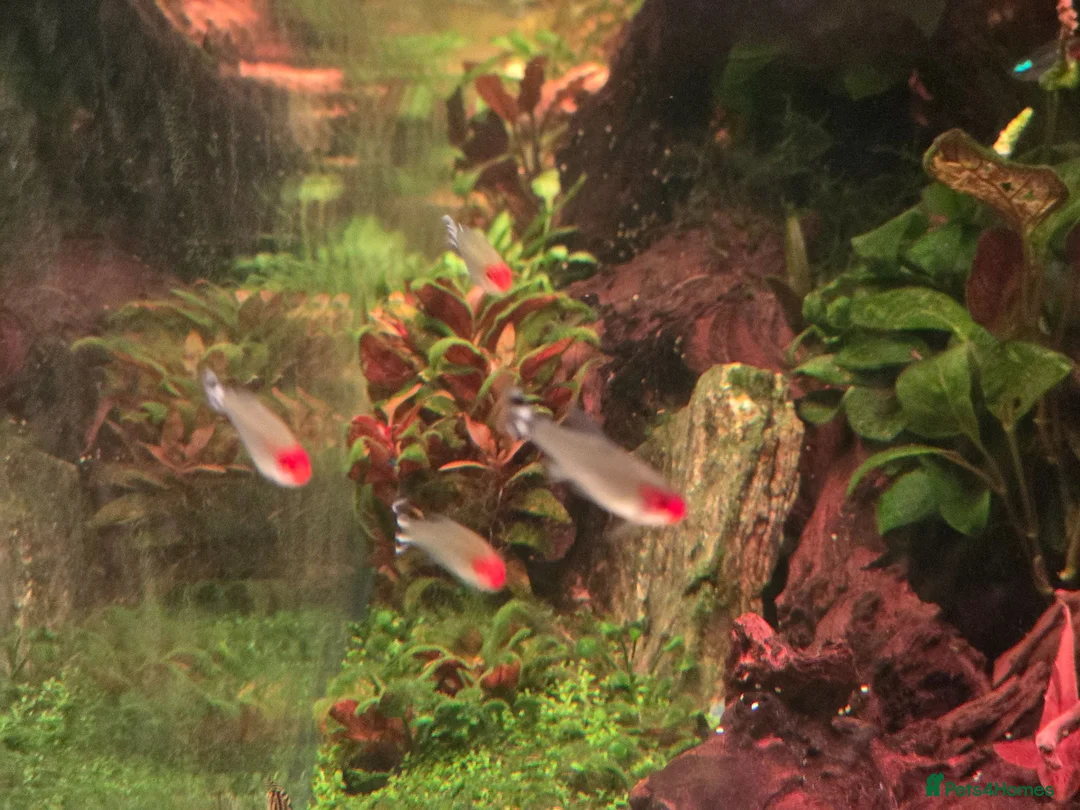Tetras fish for sale: School of Rummynose Tetras  in London - Advert 1