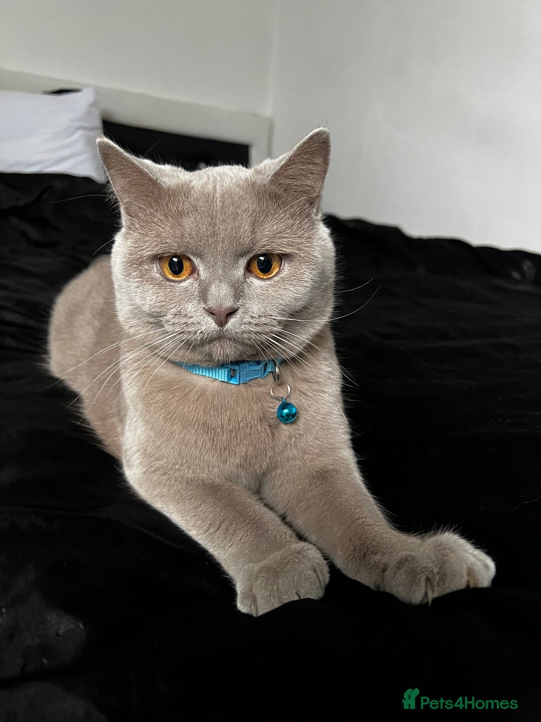 British Shorthair cats for sale: British Shorthair Lilac Cat 3yr Old - Image 2
