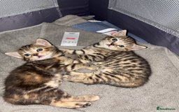British Shorthair cats for sale:  British shorthair / American bobtail - Image 2