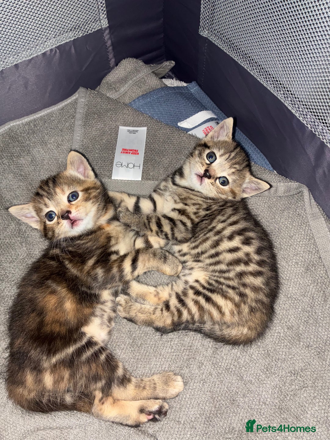 British Shorthair cats for sale:  British shorthair / American bobtail - Image 2