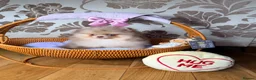Pomeranian dogs for sale: Chocolate Merle Boy - Advert 32