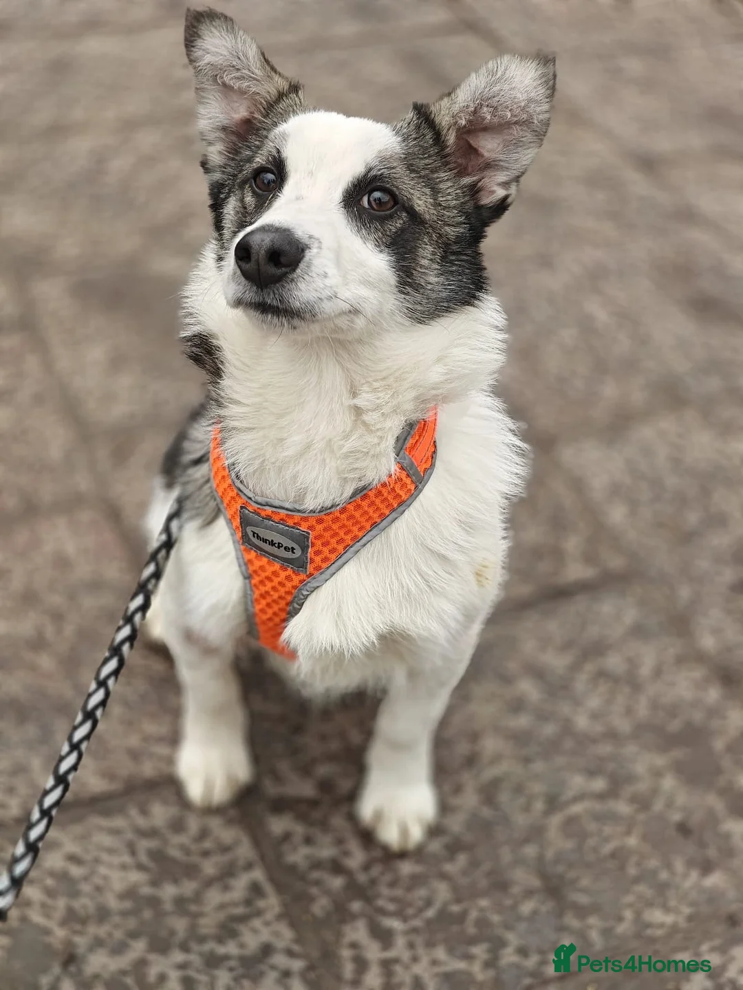 Mixed Breed dogs for adoption: 💙🐶 BOLIK – HE JUMPS INTO YOUR ARMS in Burton-on-Trent - Advert 1