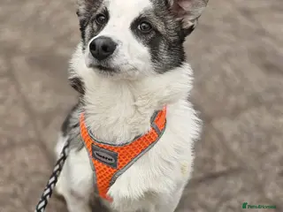 Mixed Breed dogs 💙🐶 BOLIK – HE JUMPS INTO YOUR ARMS - Advert 8