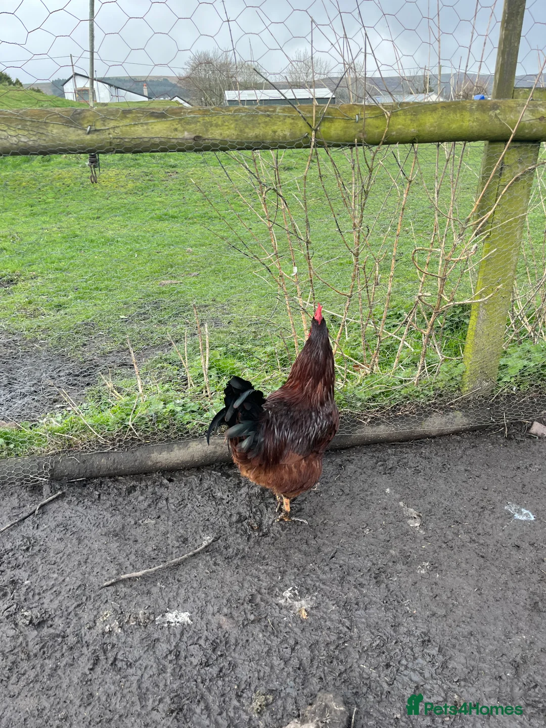 Chickens poultry for sale: Rhode Island red Cockrell one-year-old - Advert 2