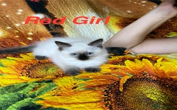Ragdoll cats for sale: 🐈❤️5 Pure Ragdolls Waiting for Loving Family❗️❤️ - Image 23