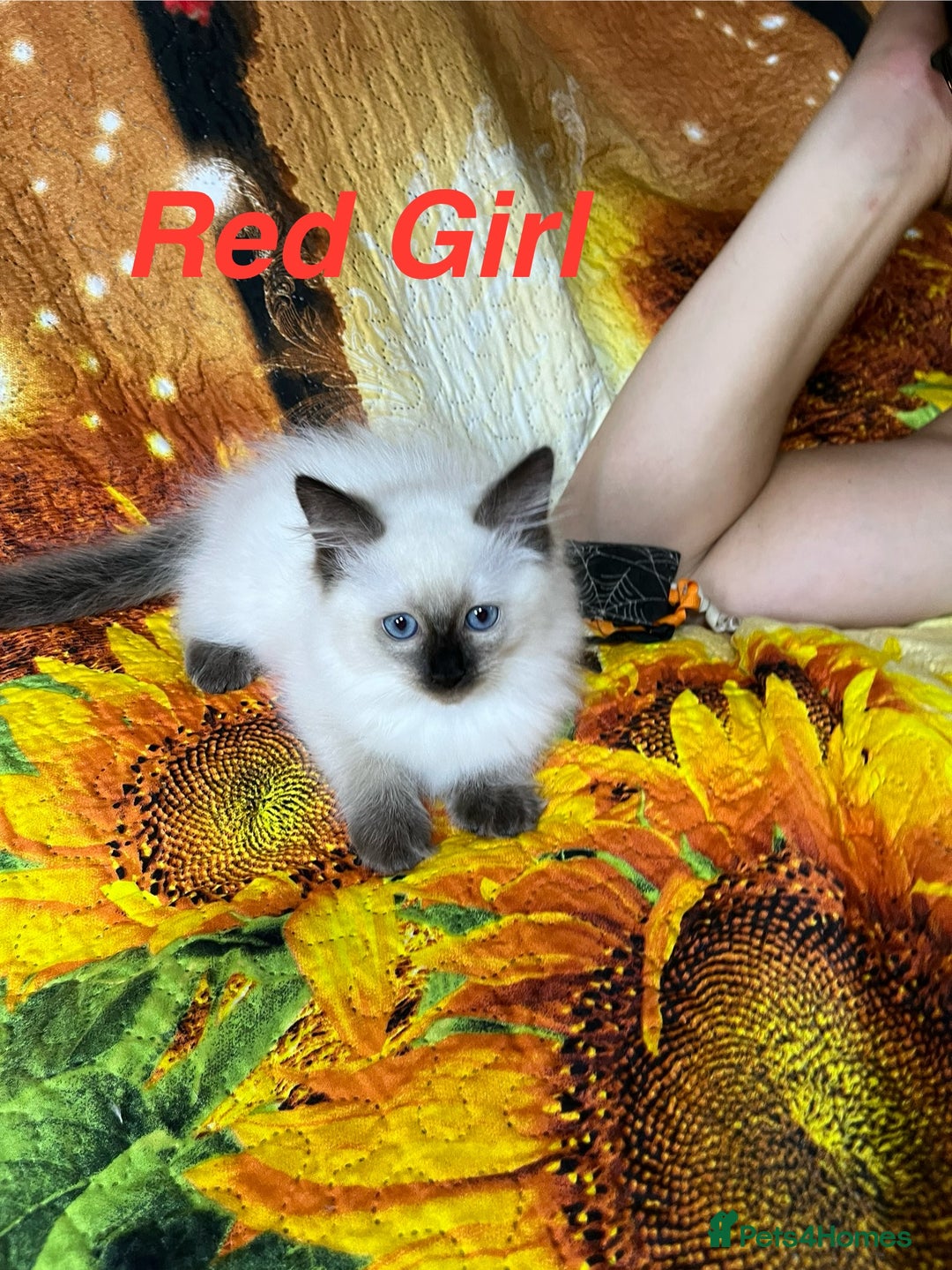 Ragdoll cats for sale: 🐈❤️5 Pure Ragdolls Waiting for Loving Family❗️❤️ - Image 23