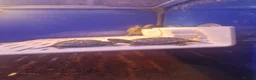 Turtle reptiles for sale: Baby Map, River Cooter Turtles available  - Advert 4