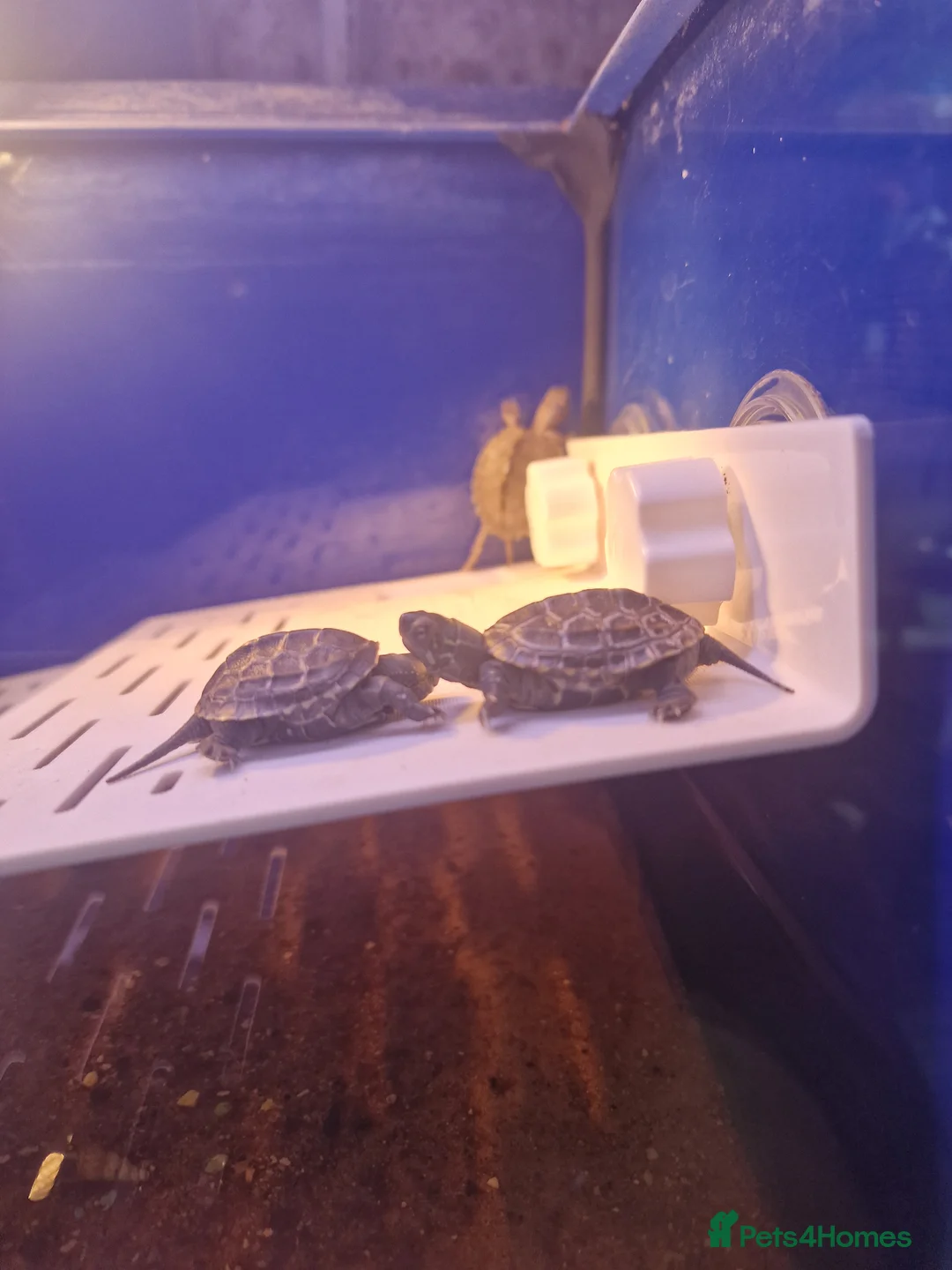 Turtle reptiles for sale: Baby Map, River Cooter Turtles available  - Advert 2