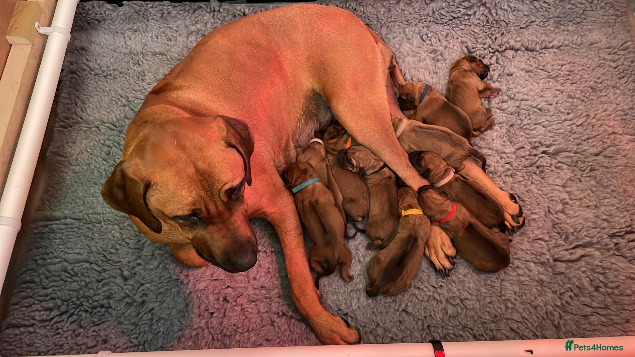 Rhodesian Ridgeback dogs Born 8th May/KC reg/Family pet/Waiting list open  - Advert 5