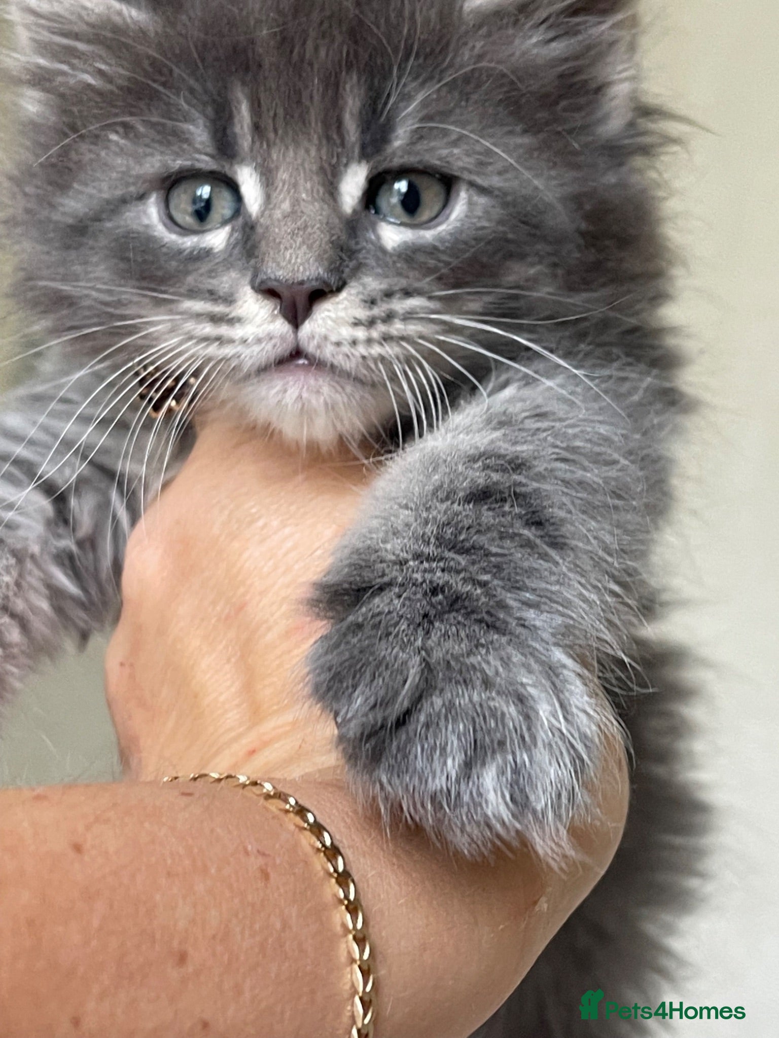 Maine Coon cats Maine Coon boy  - Advert 5
