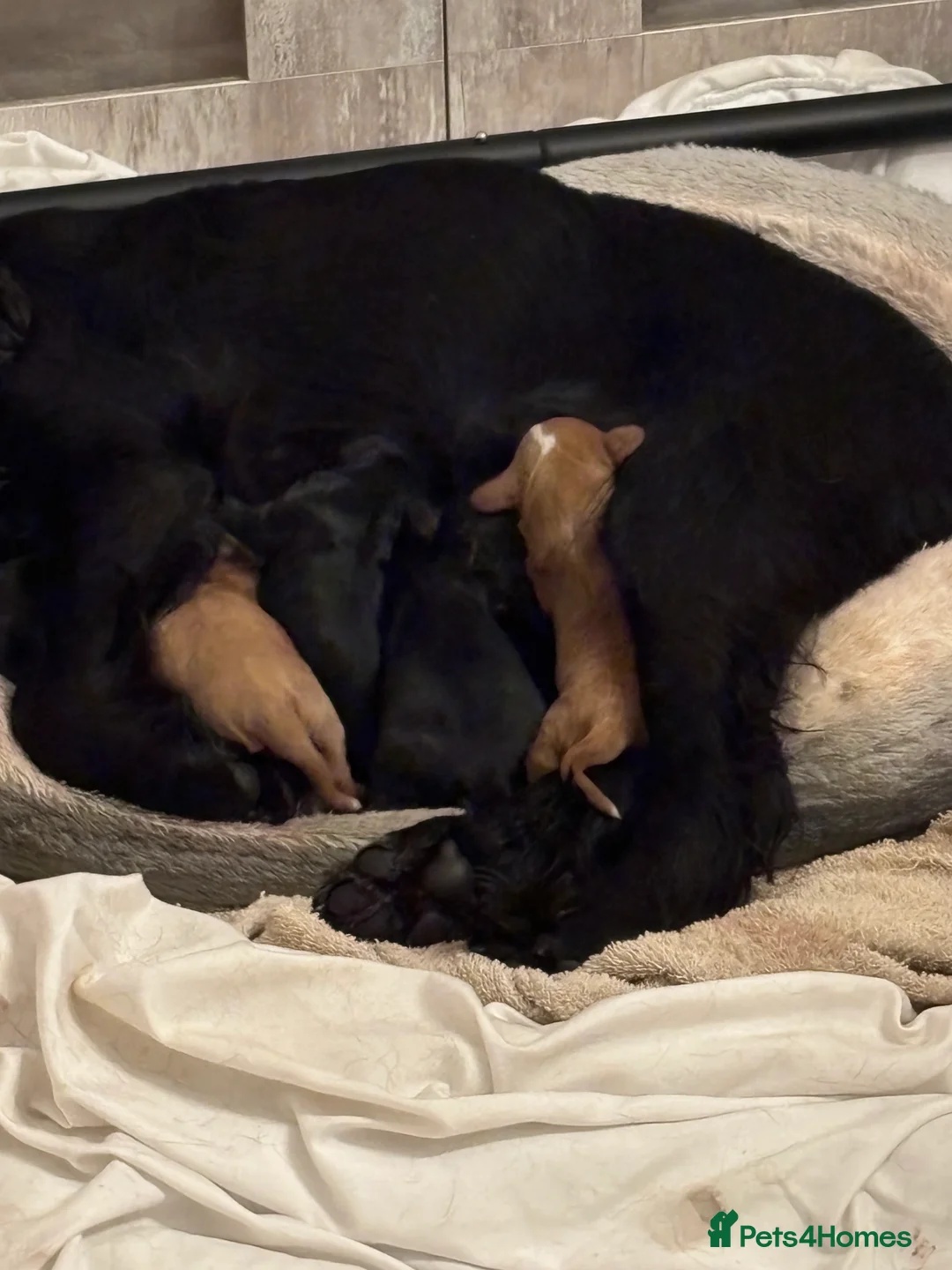 Cockapoo dogs for sale: Gorgeous F1 Cockapoos - Advert 5