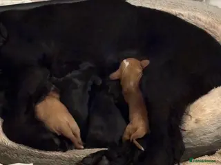 Cockapoo dogs Gorgeous F1 Cockapoos - Advert 18