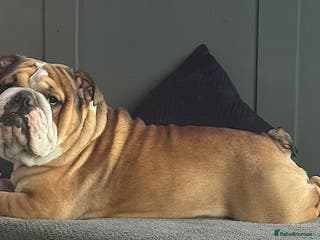 English Bulldog dogs BRONSON stunning English bulldog in Canvey Island - Advert 17