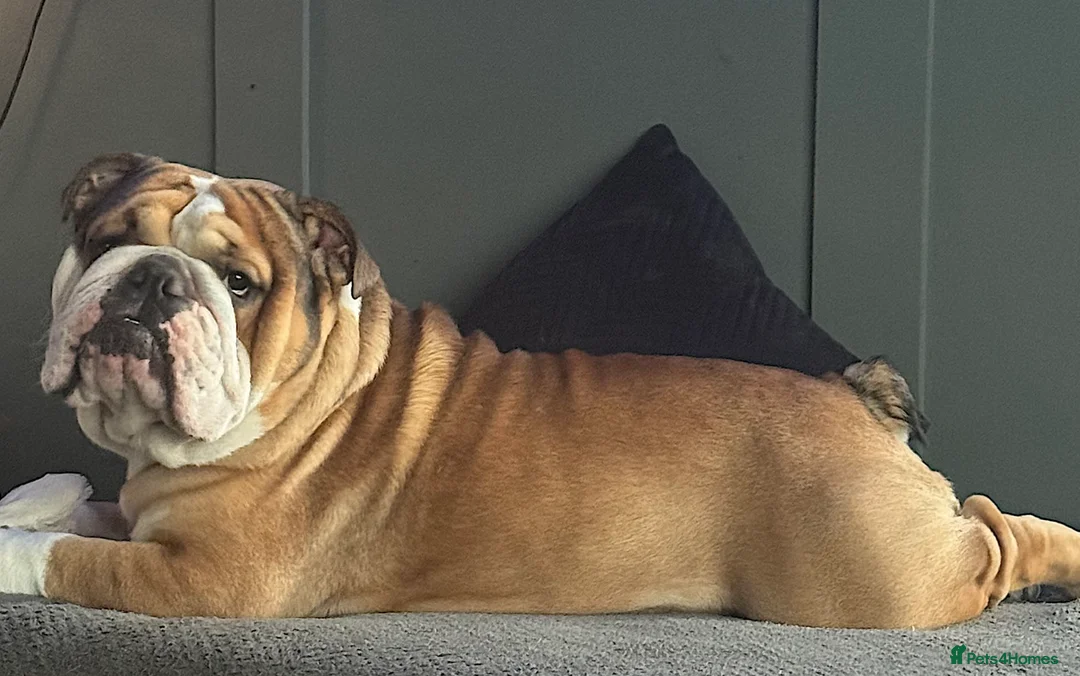 English Bulldog dogs for stud: BRONSON stunning English bulldog  in Canvey Island - Advert 1