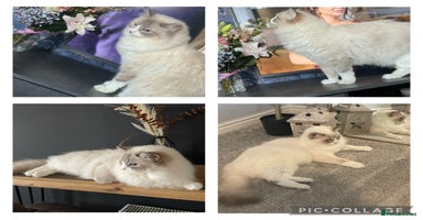 Ragdoll cats - Advert 12