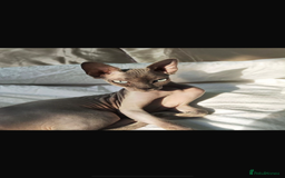 Sphynx cats for sale: Sphynx kittens - Image 12