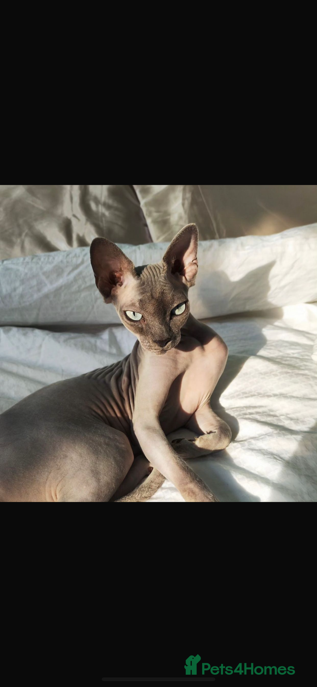 Sphynx cats for sale: Sphynx kittens - Image 12