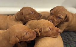 Hungarian Vizsla dogs for sale: Vizslas Devon KC Puppies - Image 4