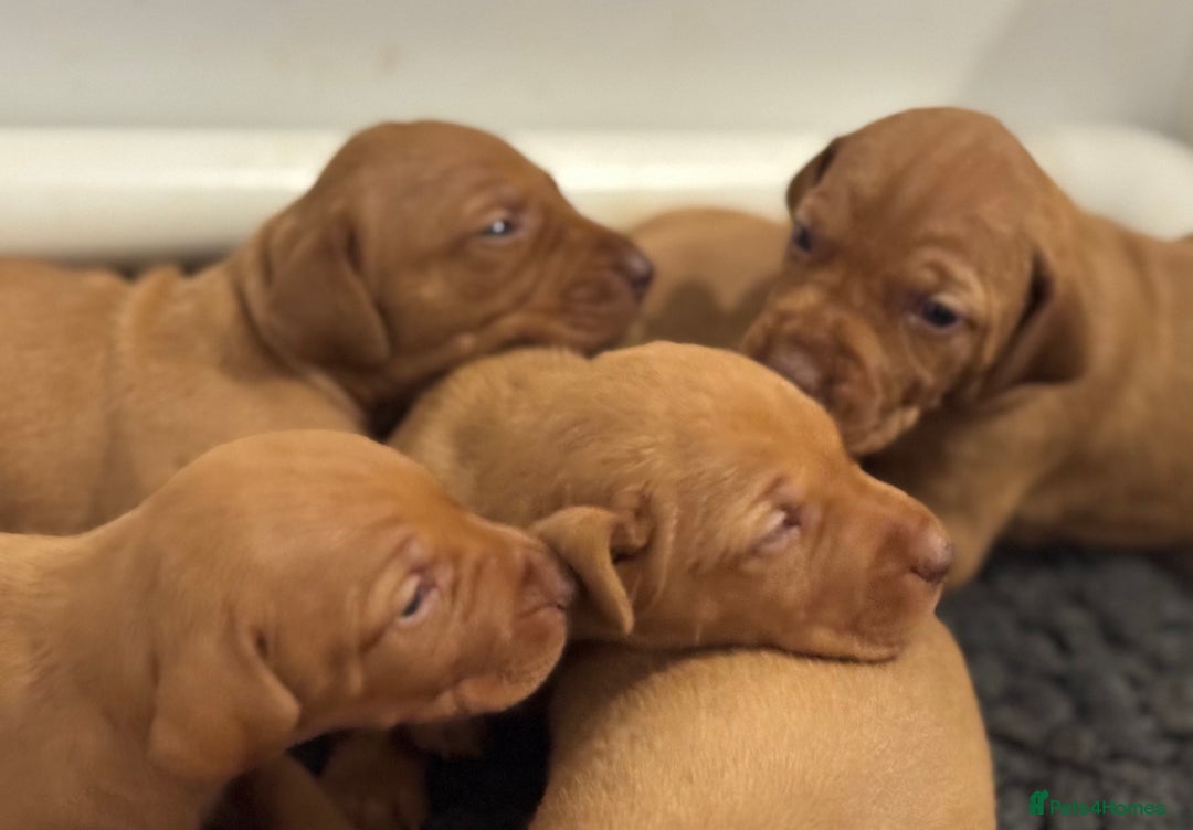 Hungarian Vizsla dogs for sale: Vizslas Devon KC Puppies - Image 4