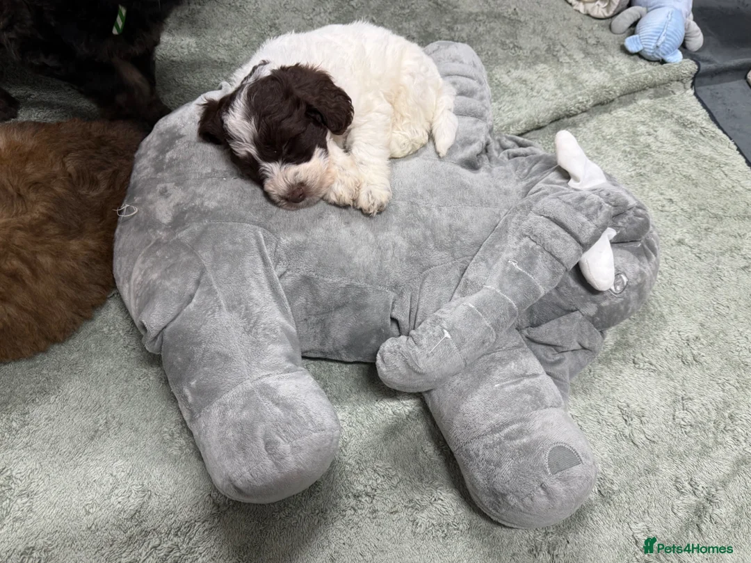 Mixed Breed dogs for sale: Ready Sunday, Miss Red, Mini MegaCoat Schnockerpoo - Advert 2