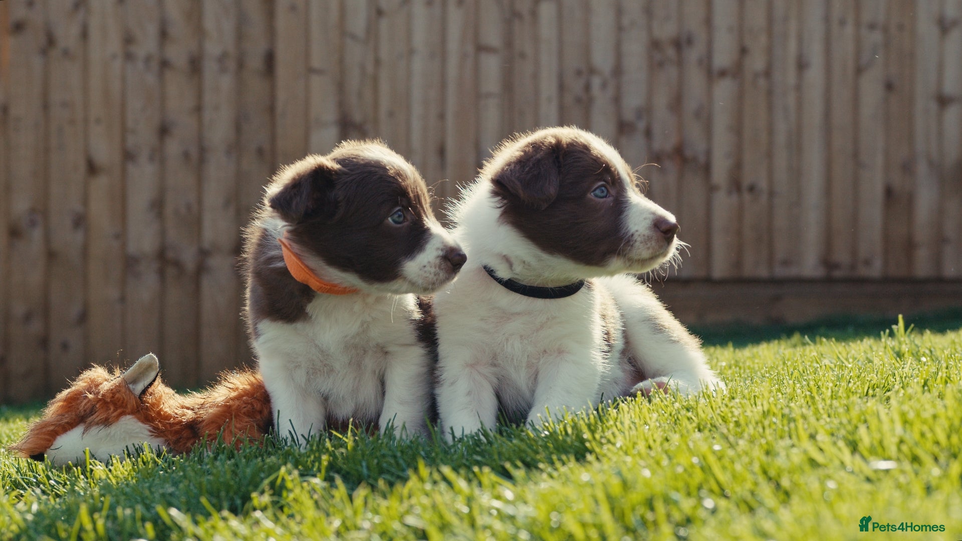 Border Collie dogs Exceptional Border collie pups  - Advert 5