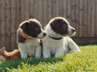 Border Collie dogs Exceptional Border collie pups - Advert 5