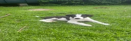 Border Collie dogs for sale: Working Border collie puppies  - Advert 4