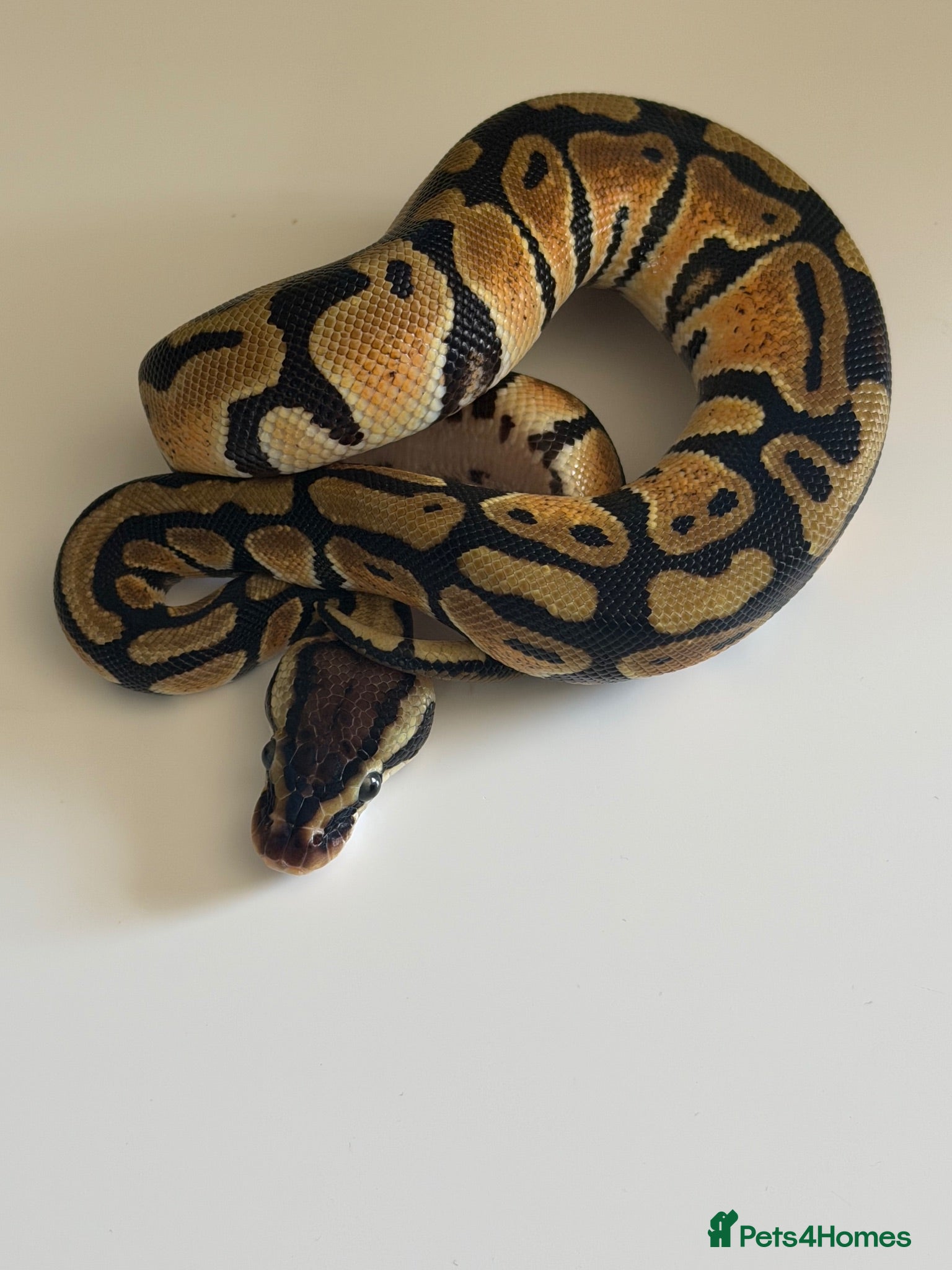 Python Snake reptiles Hatchling ball pythons  - Advert 1