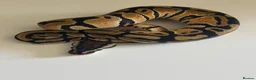 Python Snake reptiles for sale: Hatchling ball pythons  in Nottingham - Advert 1