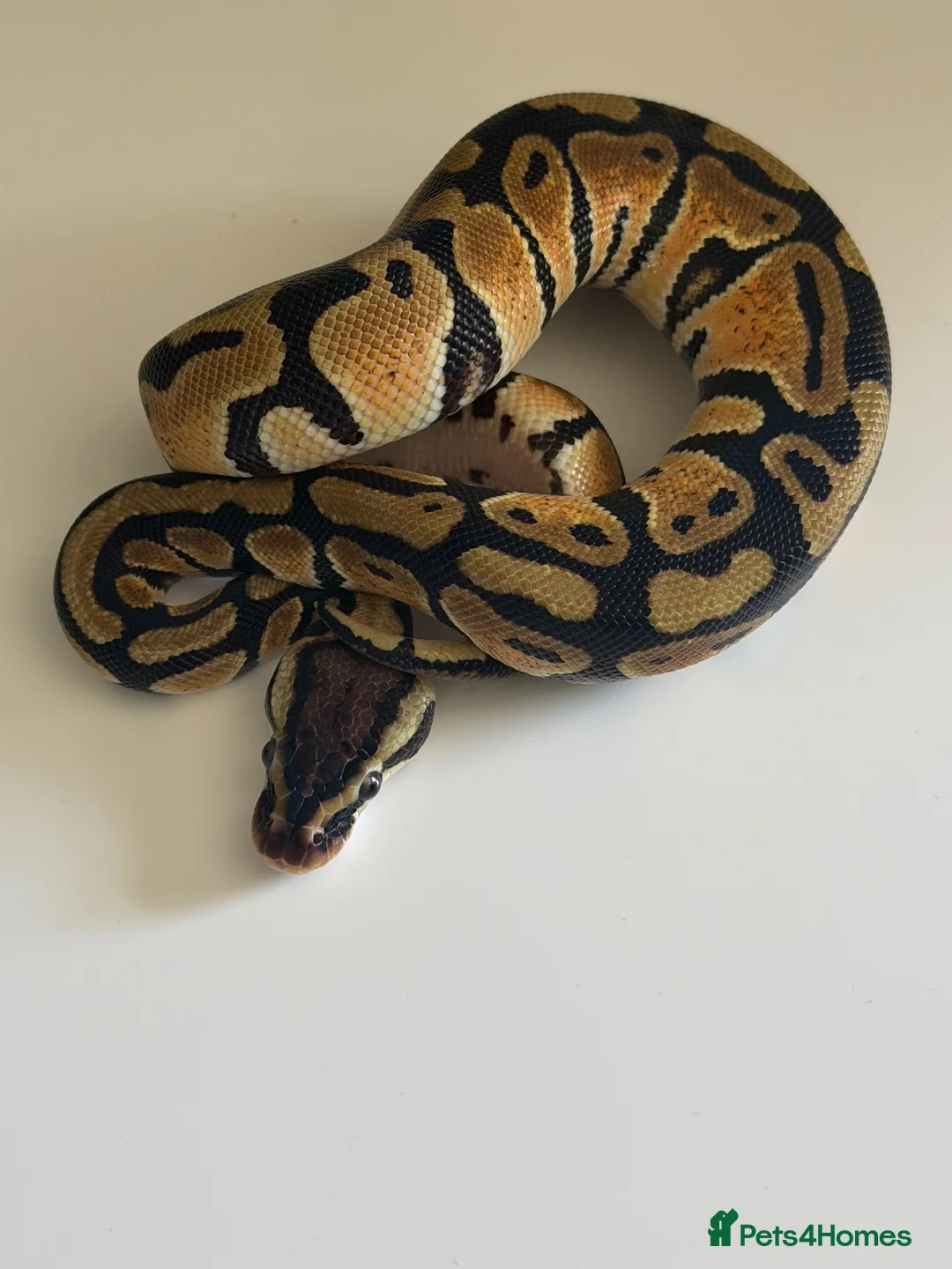 Python Snake reptiles for sale: Hatchling ball pythons  in Nottingham - Advert 1