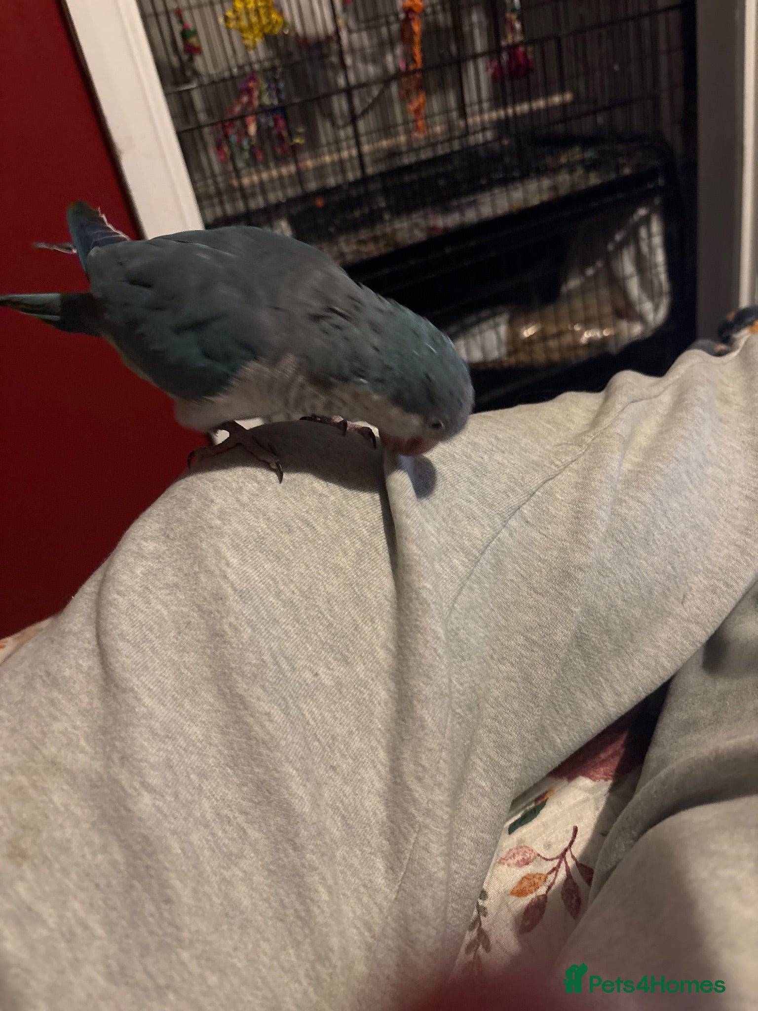 Parakeets birds Blue Quaker Parakeet (Male 5yrs) - Advert 3
