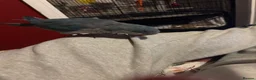 Parakeets birds for sale: Blue Quaker Parakeet (Male 5yrs) in Canvey Island - Advert 1