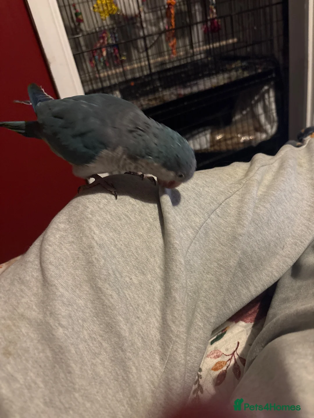 Parakeets birds for sale: Blue Quaker Parakeet (Male 5yrs) in Canvey Island - Advert 1