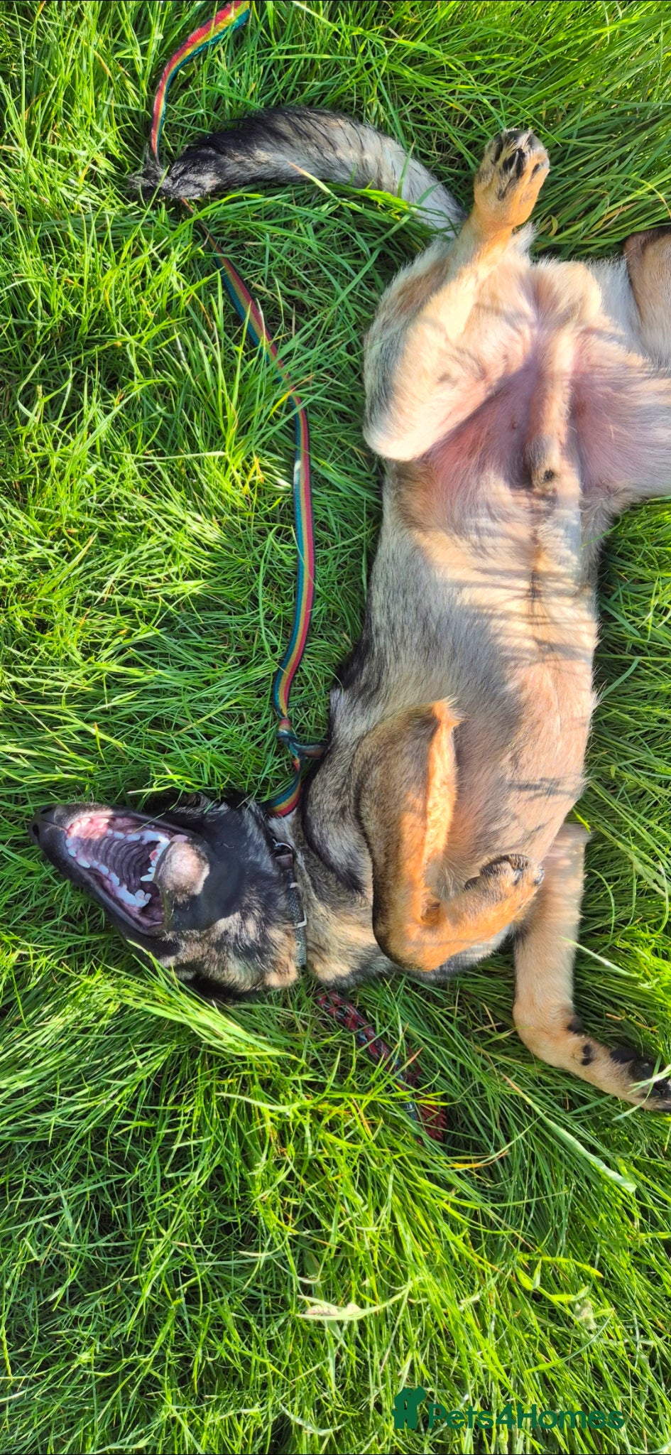 German Shepherd dogs for sale: Straight back German shepherd - Advert 3