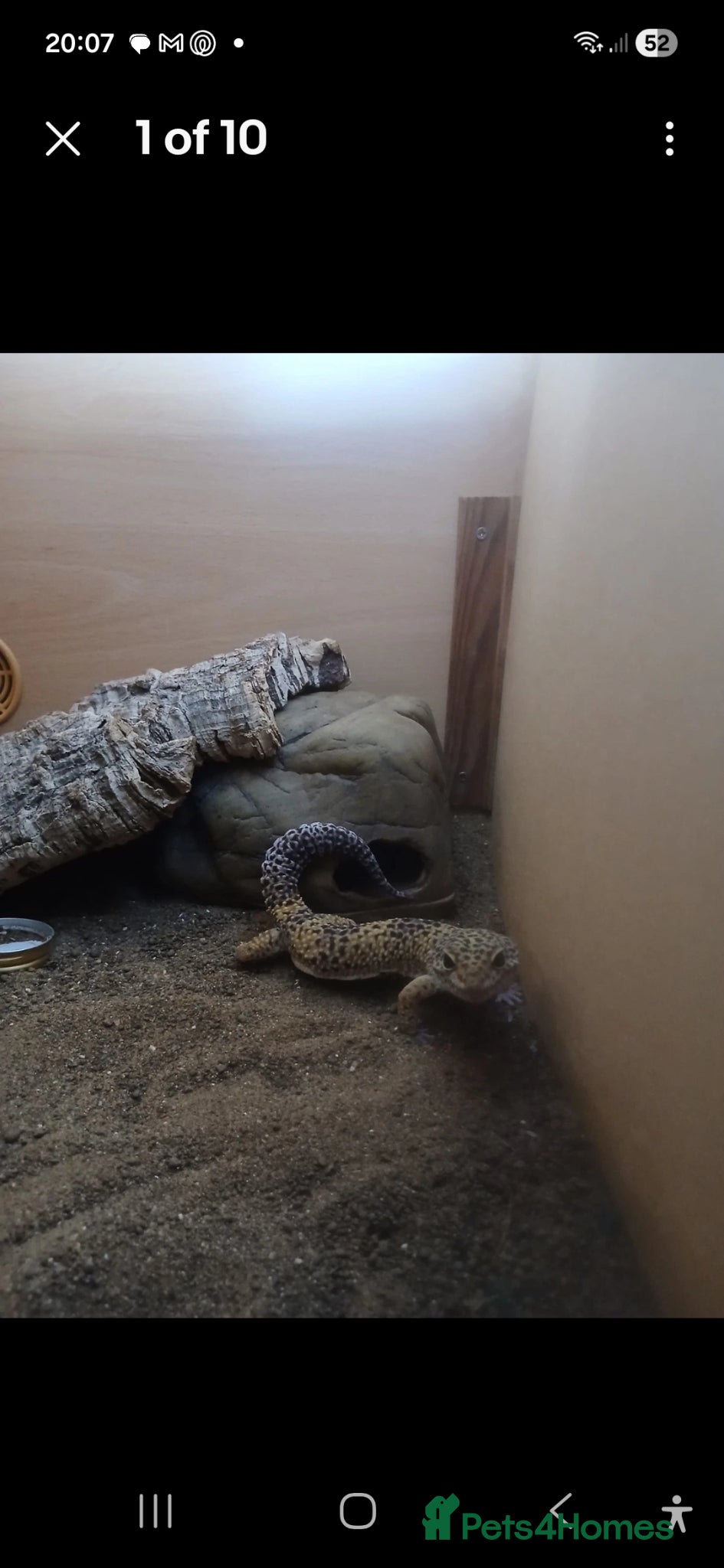 Gecko reptiles 2 male geckos with 1 setup  - Advert 15