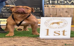 Olde English Bulldogge dogs for sale: Genetic Clear, Hip & Elbow Graded Breeding - Image 18