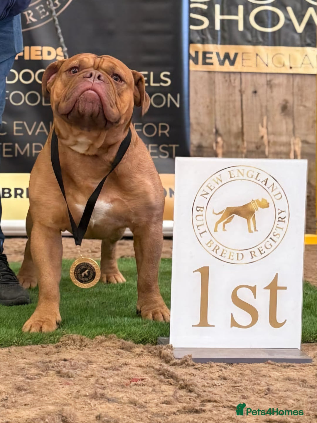 Olde English Bulldogge dogs for sale: Genetic Clear, Hip & Elbow Graded Breeding - Image 18