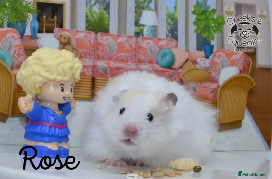 Hamster rodents for sale: Syrian Hamsters For Sale in Dunstable - Advert 5