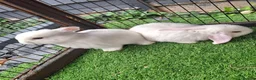 Mini Lop rabbits for sale: Beautiful Mini lops ❤️ - Advert 14