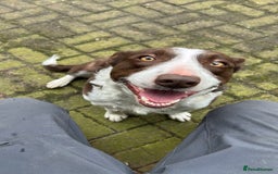 Border Collie dogs for sale: Border Collie - Image 27