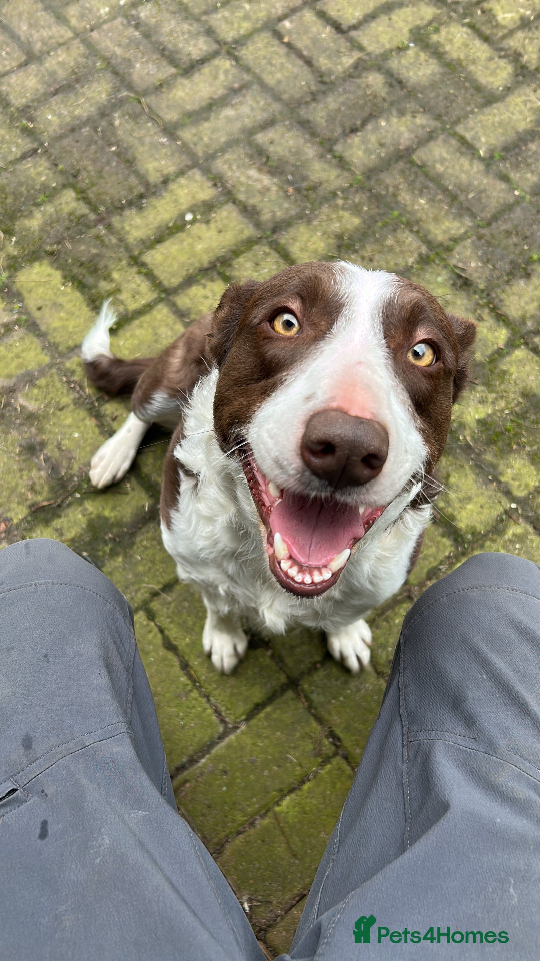 Border Collie dogs for sale: Border Collie - Image 27